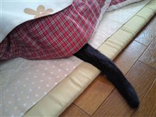 ネ～コはコタツで…