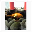 うちの金魚