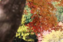 紅葉