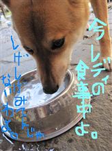No７６　ティータイムの愛犬
