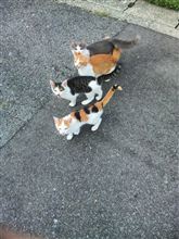 洒落でエントリー致しました。