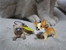 今月の～
