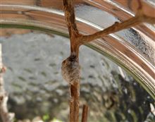 ヒメカマキリが5つ目の卵を産む