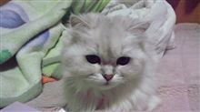 ２０１１年１２月１０日～