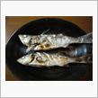 冬はカレイ釣り