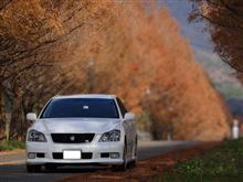 ２０１１・晩秋のメタセコイヤ並木