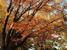 紅葉狩り