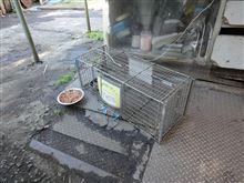 捕獲失敗・・・・・手ごわいぞっと