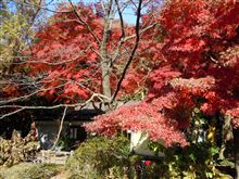 紅葉 井の頭公園・・・