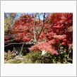 紅葉 井の頭公園・・・