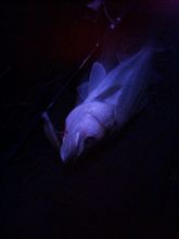 2日連続～♪