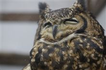 【画像多め】富士花鳥園と相模湖イルミリオン 【画像多め】富士花鳥園と相模湖イルミリオン