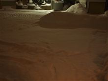 頼もしい相棒