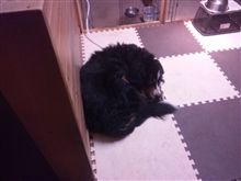 犬はマットで丸くなるf(^_^;