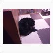 犬はマットで丸くなるf(^_ ...