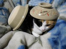 猫、鍋に．．．入らないorz