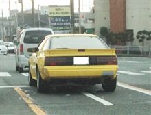 黄色いスタリオン発見！