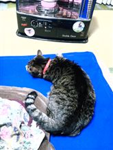 ゴンちゃん…