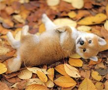 泣き虫(&gt;_&lt;)