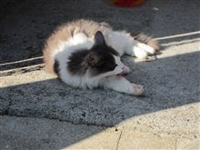 舐めてるだ猫