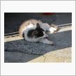 舐めてるだ猫