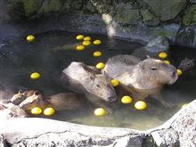 日付が替わってしまいましたが、
