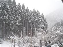雪止みません。。。
