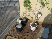 ツルバラ2種　ようやく到着