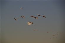 白鳥の郷