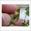 ヒメカマキリが6つ目の卵を産む