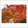 年の瀬の紅葉
