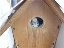 あと三日　あまりに寒くてインコも巣篭り