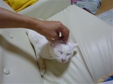 ウチのプリンさん