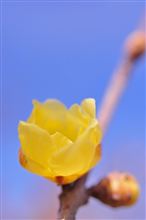 迎春花