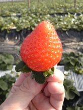 イチゴ狩り