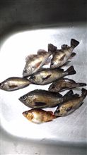 お正月釣行① 爆風ド干潮＆カルディアインプレ編