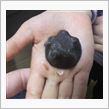願いのピノ