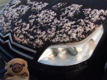初冠雪