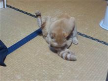 改名しました