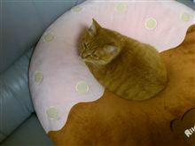 きょうのにゃんコ 2