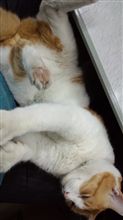 遅ればせながら・・・