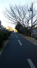 朝の散歩
