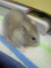１月過ぎたら２年半年のプリン婆。