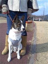 犬さんぽ
