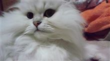 ビーン好きなら、お勧めです～！