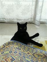 こたつネコ