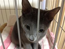 我が家にネコがキター！！！ 