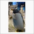 ペンギン好きホイホイ