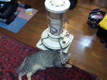 今日のとらねこ