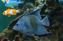 またやってしまった･･･海水魚購入( ;&#180;･ω･`)